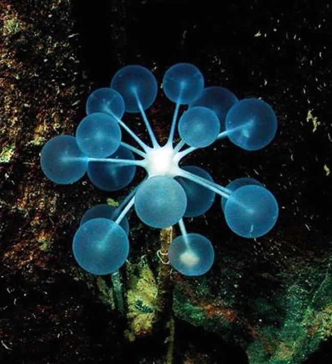 26种根本就不可能存在这世界上的“真实神奇生物”
