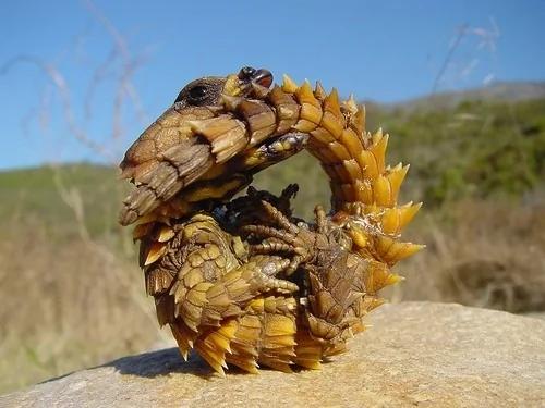 26种根本就不可能存在这世界上的“真实神奇生物”