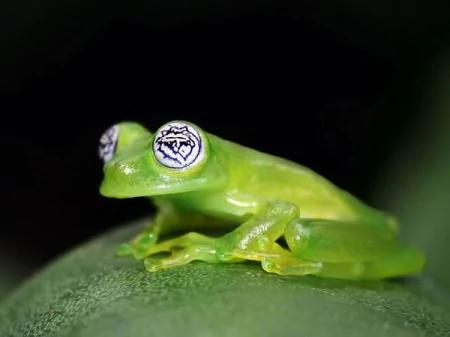 26种根本就不可能存在这世界上的“真实神奇生物”