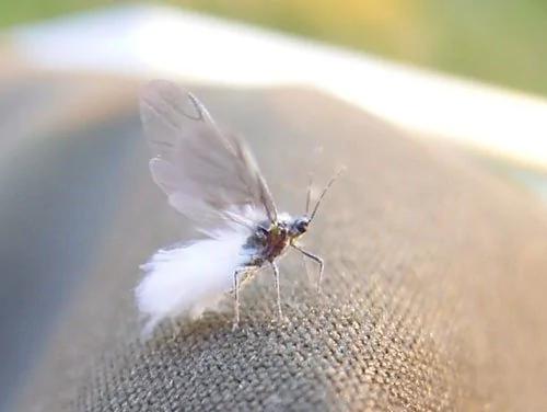 26种根本就不可能存在这世界上的“真实神奇生物”