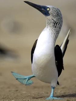 26种根本就不可能存在这世界上的“真实神奇生物”