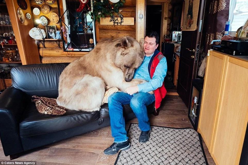 俄罗斯一夫妇养270斤熊23年 每日同桌进餐