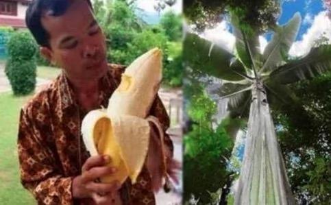 吃过香蕉,但是吃过这么大的香蕉吗?
