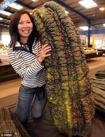吃过香蕉,但是吃过这么大的香蕉吗?