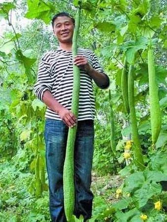 吃过香蕉,但是吃过这么大的香蕉吗?
