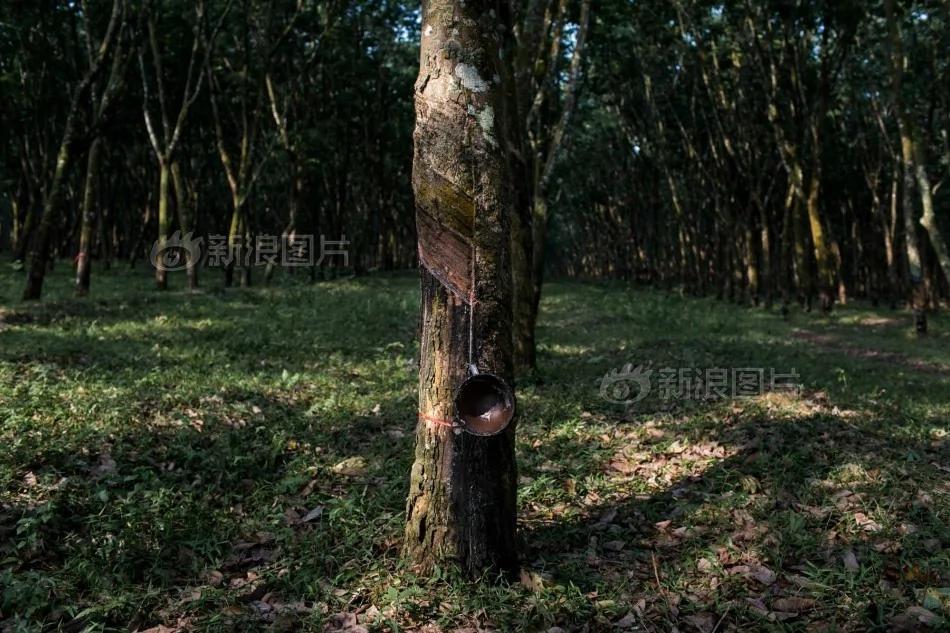 一生知青:那枯萎的橡胶树上有我死去的青春