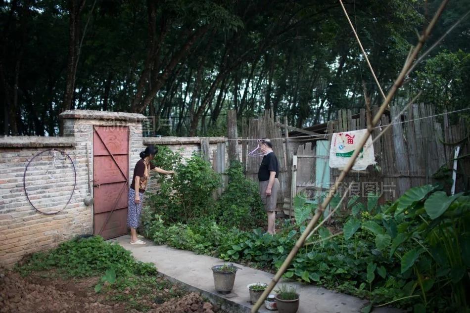一生知青:那枯萎的橡胶树上有我死去的青春