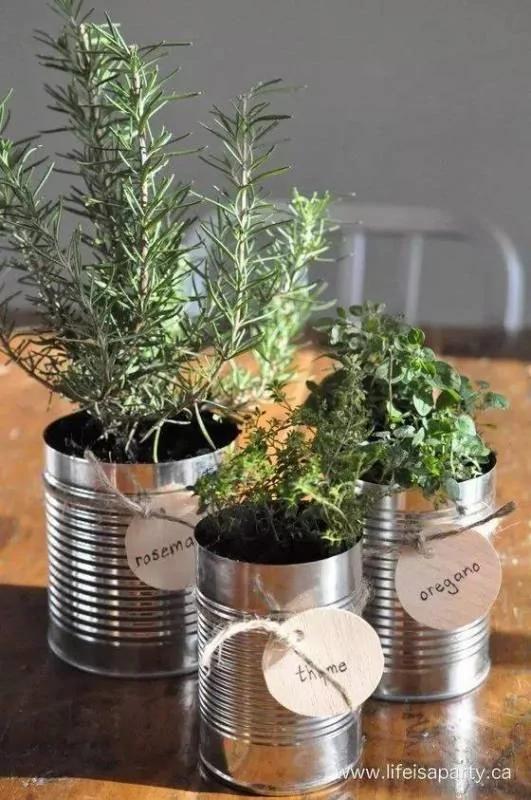 厨房里请一定要放上这样一盆植物!