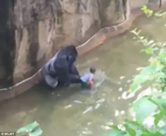 这个小男孩,逼他们杀死这只刚过17岁生日的猩猩…