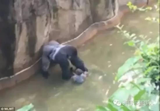 这个小男孩,逼他们杀死这只刚过17岁生日的猩猩…