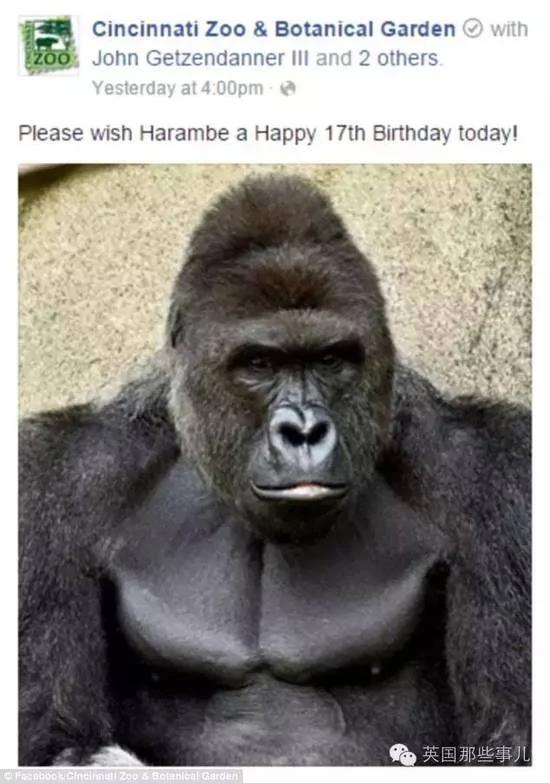这个小男孩,逼他们杀死这只刚过17岁生日的猩猩…