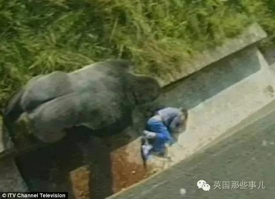 这个小男孩,逼他们杀死这只刚过17岁生日的猩猩…