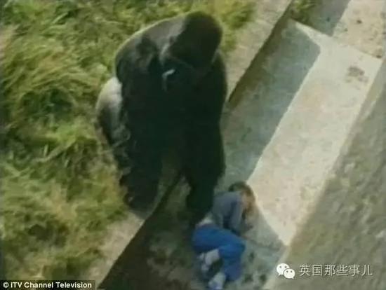 这个小男孩,逼他们杀死这只刚过17岁生日的猩猩…