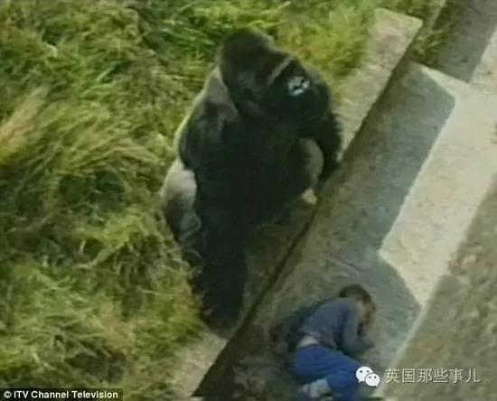 这个小男孩,逼他们杀死这只刚过17岁生日的猩猩…