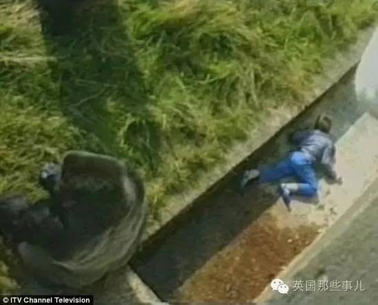 这个小男孩,逼他们杀死这只刚过17岁生日的猩猩…