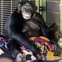 这个小男孩,逼他们杀死这只刚过17岁生日的猩猩…