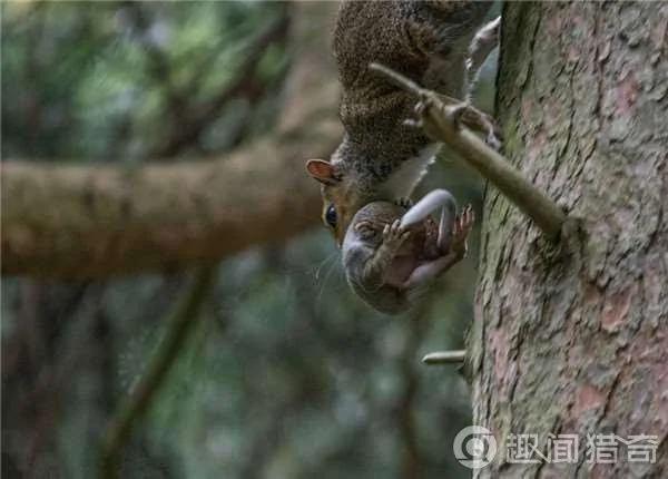 暖!松鼠妈妈一路叼着熟睡的宝宝把它们安全带回家