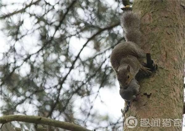 暖!松鼠妈妈一路叼着熟睡的宝宝把它们安全带回家