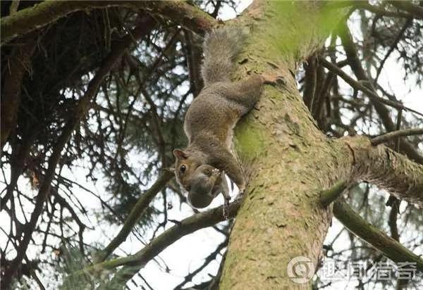 暖!松鼠妈妈一路叼着熟睡的宝宝把它们安全带回家