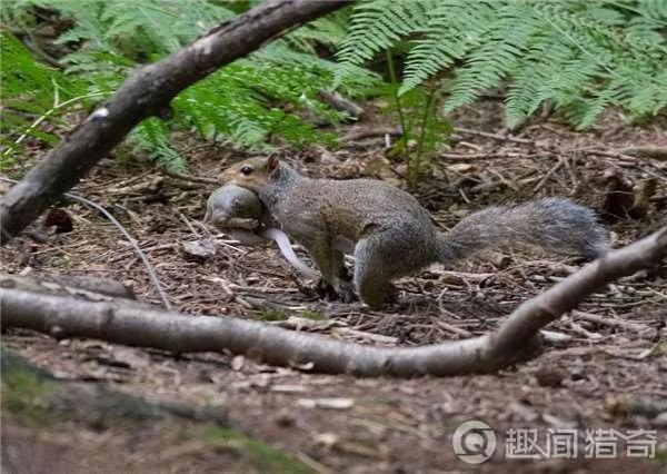 暖!松鼠妈妈一路叼着熟睡的宝宝把它们安全带回家