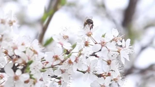 小帮手"太阳能蜂箱"简直是养蜂人的福音呀!