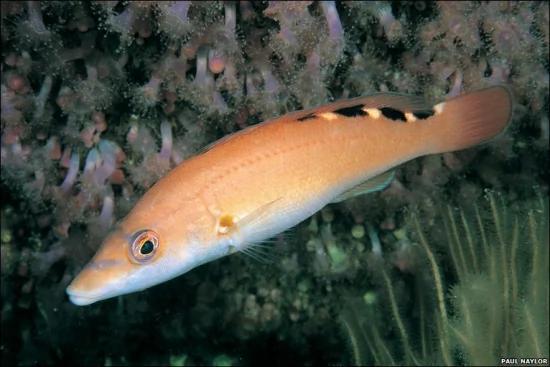 8种怪异海洋生物 海鞘会吃掉自己的大脑