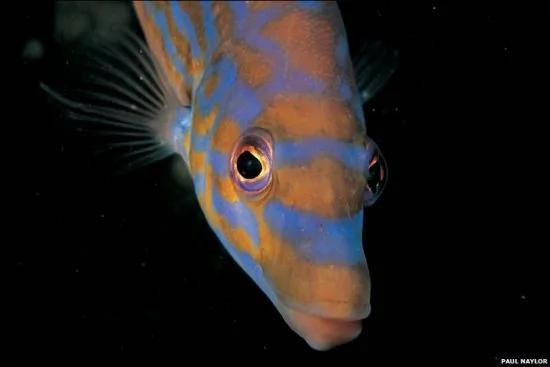 8种怪异海洋生物 海鞘会吃掉自己的大脑
