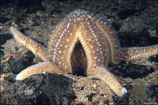 8种怪异海洋生物 海鞘会吃掉自己的大脑