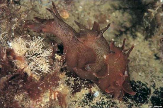 8种怪异海洋生物 海鞘会吃掉自己的大脑