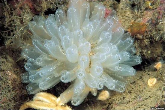 8种怪异海洋生物 海鞘会吃掉自己的大脑