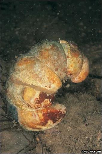 8种怪异海洋生物 海鞘会吃掉自己的大脑
