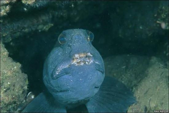 8种怪异海洋生物 海鞘会吃掉自己的大脑