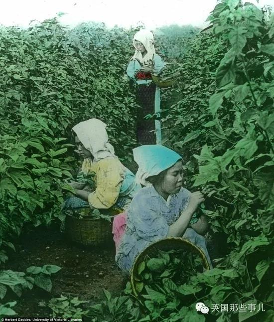 难得一见 百年前日本的老照片 2