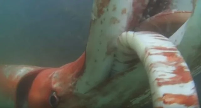 巨型魷魚