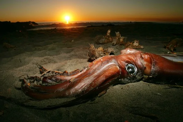 南加州紐波特海岸上(Newport Beach)死亡的巨型烏賊(Getty Images)