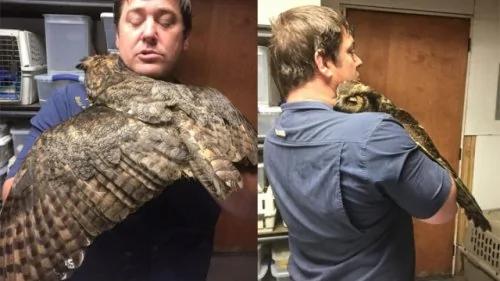 猫头鹰认得救命恩人?送上暖心大拥抱