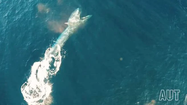 奧克蘭理工大學學生拍下布氏鯨及其幼崽海邊獵食的罕見影片(圖片取自Youtube/Auckland University of Technology)