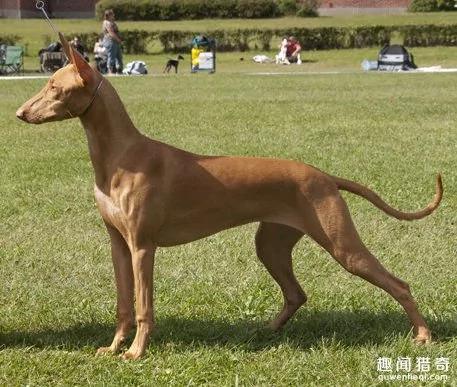 世界上最贵的7种狗,藏敖竟然不是第一!