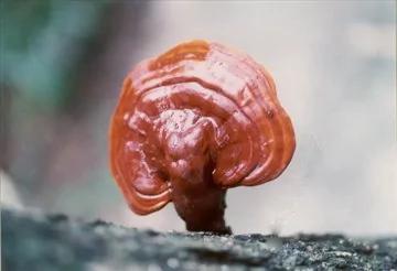 怎样激活免疫力?这些方法最有实效!