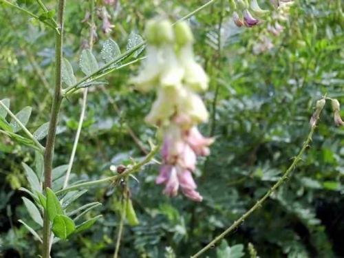 养生秘方:巧用黄芪击退夏季常见病