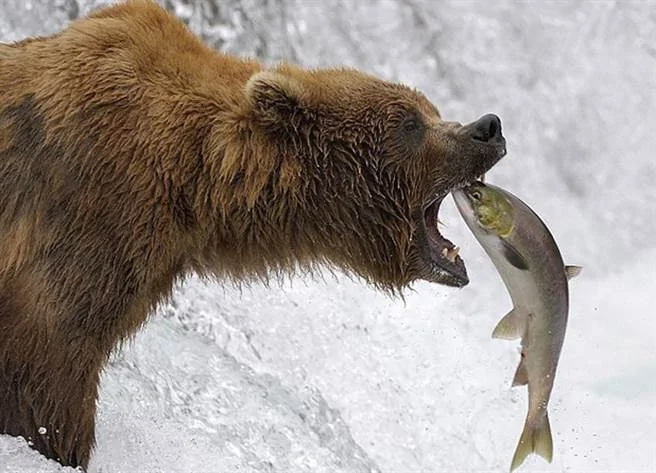 棕熊試圖用嘴咬住一條躍出水面的大鮭魚