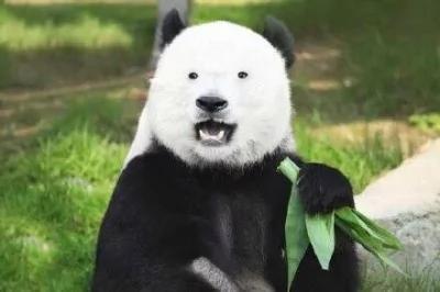 大熊猫没有黑眼圈之后 哈哈~太疗愈了!