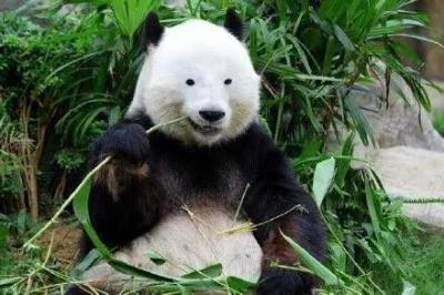 大熊猫没有黑眼圈之后 哈哈~太疗愈了!
