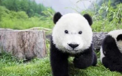 大熊猫没有黑眼圈之后 哈哈~太疗愈了!
