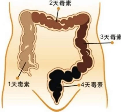 人的腸道有8-10米長，並且千褶百皺，腸道展開來的面積可能比你的臥室面積還大，這也可能是很多人便秘的原因。（網絡圖片）