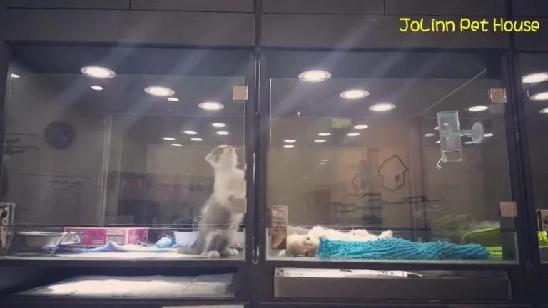 这只小猫太想念隔壁小狗 翻牆找隔壁小狗討亲亲