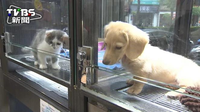 这只小猫太想念隔壁小狗 翻牆找隔壁小狗討亲亲
