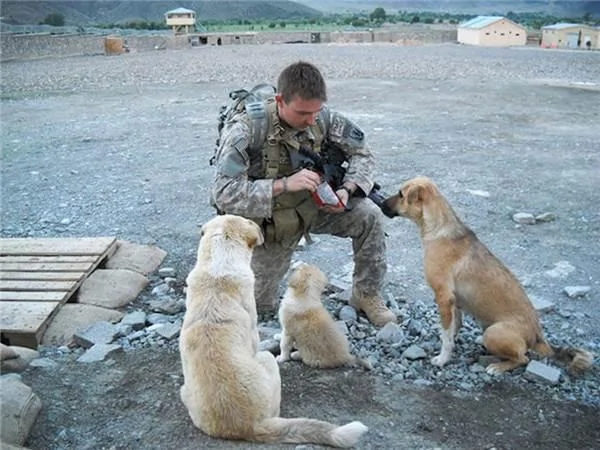 军营收养三只流浪犬它们却拯救所有的士兵 阿波罗新闻网
