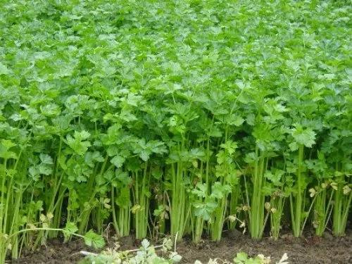一味菜一味药!这8种蔬菜的神奇疗效