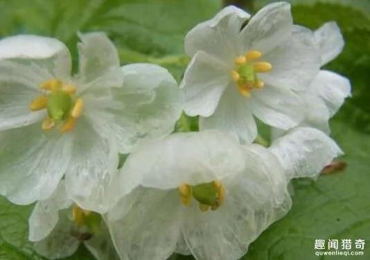 一种超神奇的“小白花”,遇水就会变透明!